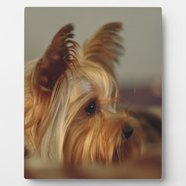 Placa Expositora Yorkshire Terrier (Frente)