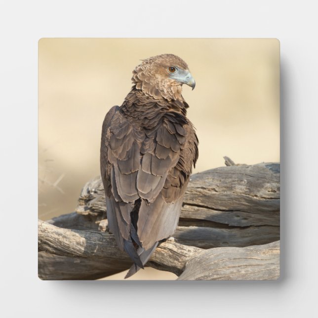 Placa Expositora Young Bateleur (Frente)