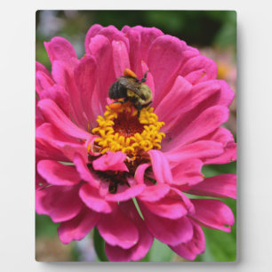 Placa Expositora Zinnia rosa y abeja de burbujas