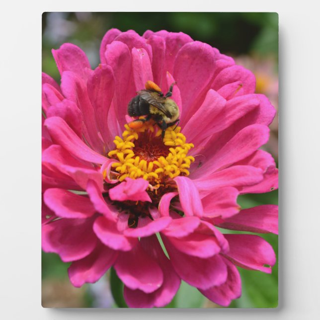 Placa Expositora Zinnia rosa y abeja de burbujas (Frente)