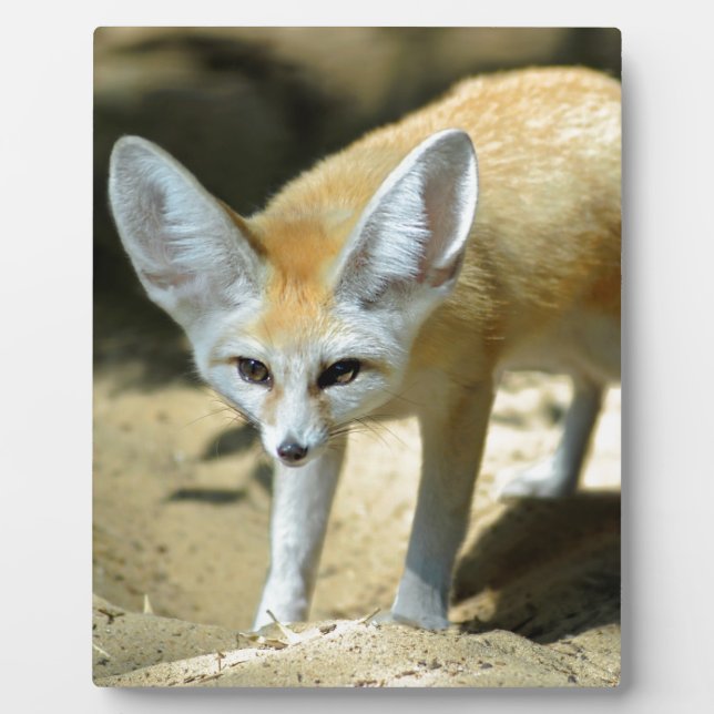 Placa Expositora Zorro de Fennec (Frente)