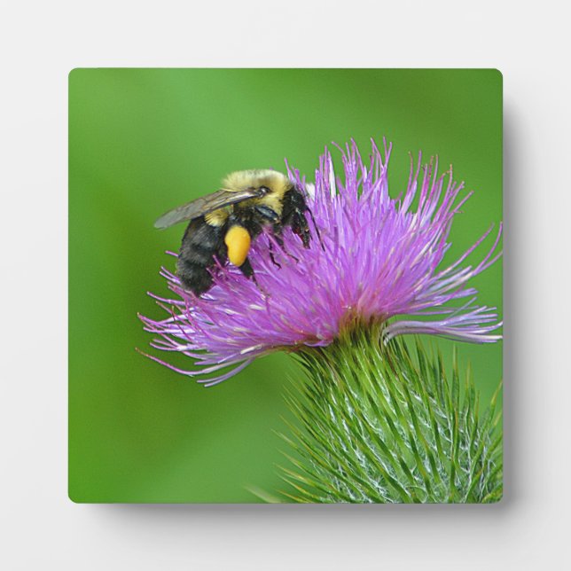 Placa fotográfica de abeja y silbato (Frente)