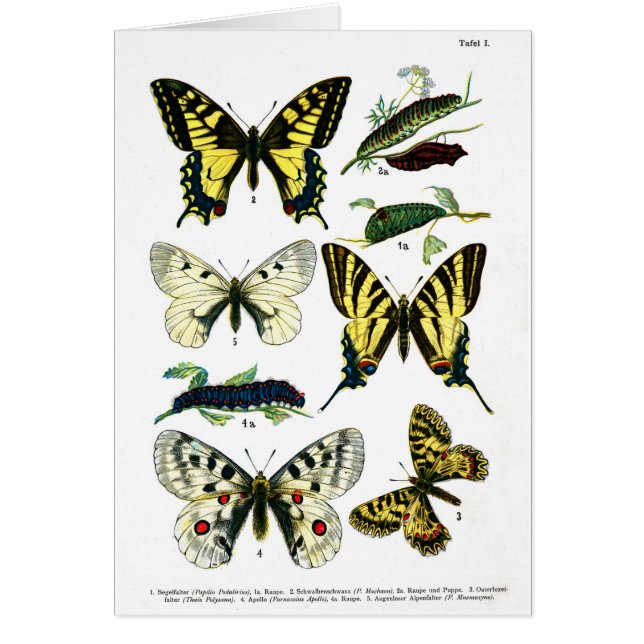 Placa I de mariposas europeas (Frente)