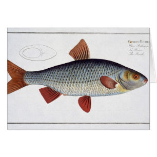 Placa II de la cucaracha (Cyprinus Rutilis) de