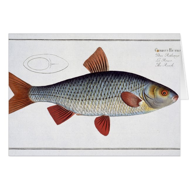 Placa II de la cucaracha (Cyprinus Rutilis) de (Anverso (Horizontal))