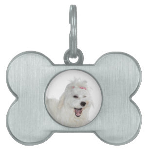 Placa Para Mascotas Amor maltés lindo flúffy blanco lirio