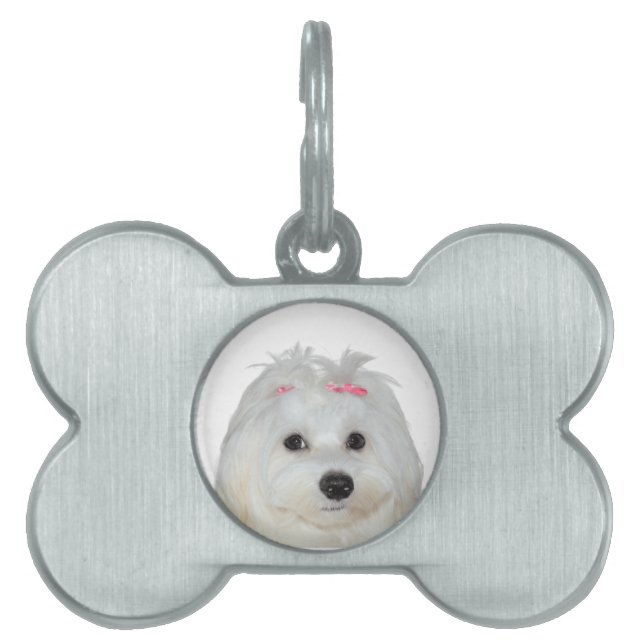 Placa Para Mascotas Amor Maltés Perrito Lindo Lili (Frente)