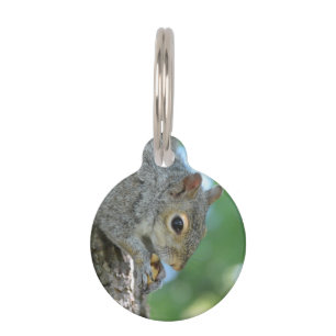 Placa Para Mascotas Ardilla que cuelga en un árbol