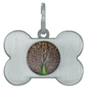 Placa Para Mascotas Arte de pavo real elegante y plumas