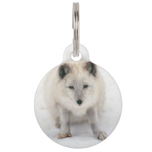 Placa Para Mascotas Artic Fox