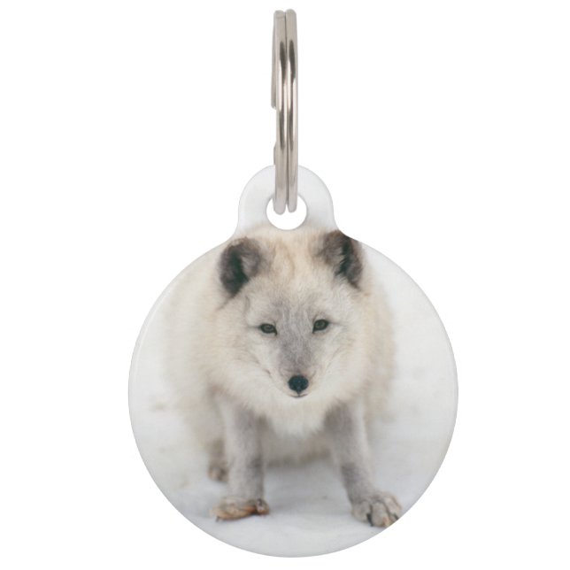 Placa Para Mascotas Artic Fox