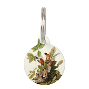 Placa Para Mascotas Audubon American Robin Wildlife Bird Ilustracion