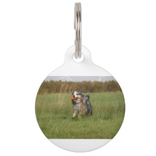 Placa Para Mascotas aussie merle azul corriendo con juguete