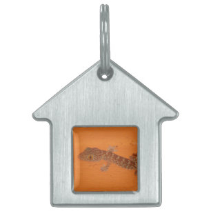 Placa Para Mascotas Baby Tokay Gecko