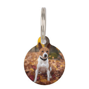 Placa Para Mascotas Basenji en otoño inspira caída de hojas