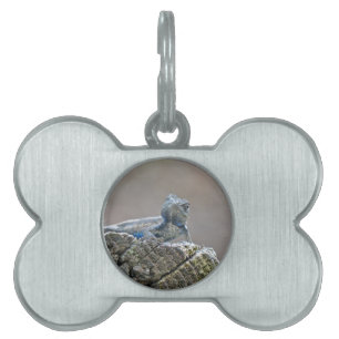 Placa Para Mascotas Belly azul lagarto