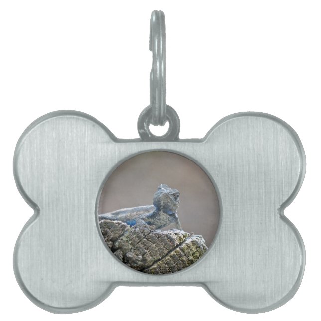 Placa Para Mascotas Belly azul lagarto (Frente)