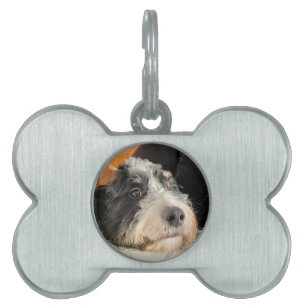 Placa Para Mascotas Bernedoodle