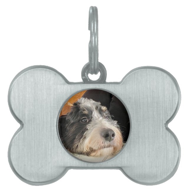 Placa Para Mascotas Bernedoodle (Frente)