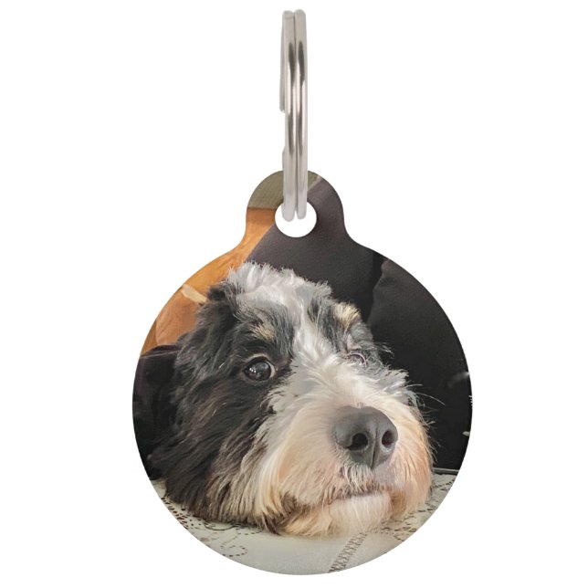 Placa Para Mascotas Bernedoodle (Anverso)