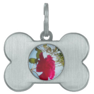 Placa Para Mascotas Bloom celestial: Un Rosa contra el cielo