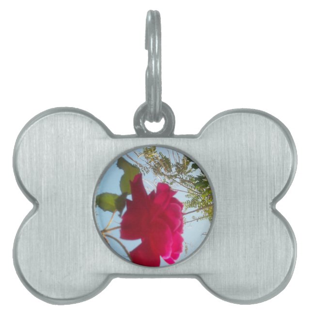Placa Para Mascotas Bloom celestial: Un Rosa contra el cielo (Frente)