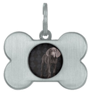 Placa Para Mascotas Blue the Weimaraner Puppy