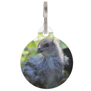 Placa Para Mascotas Bluebell