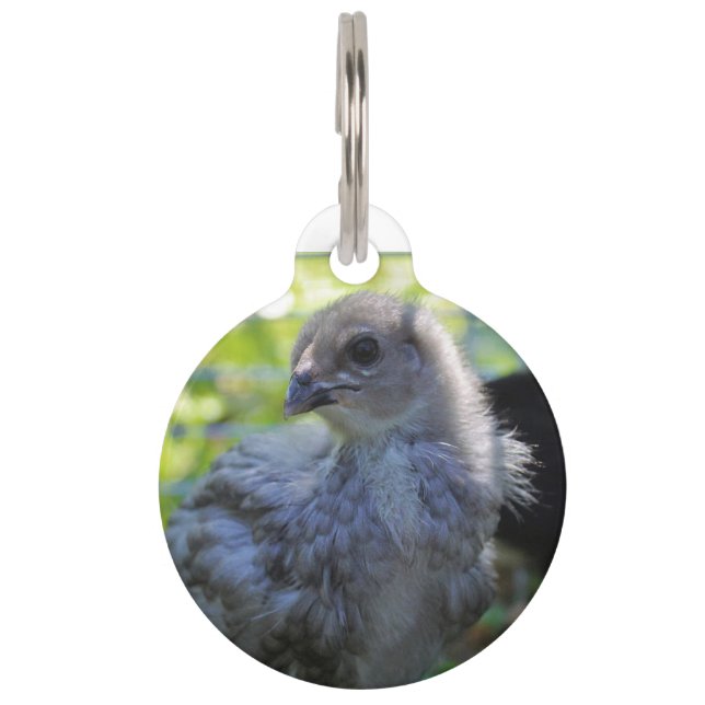 Placa Para Mascotas Bluebell (Anverso)