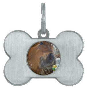 Placa Para Mascotas Bunny de Pascua y caballo marrón