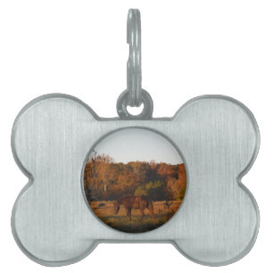 Placa Para Mascotas Caballo rojo marrón, bosque otoñal.
