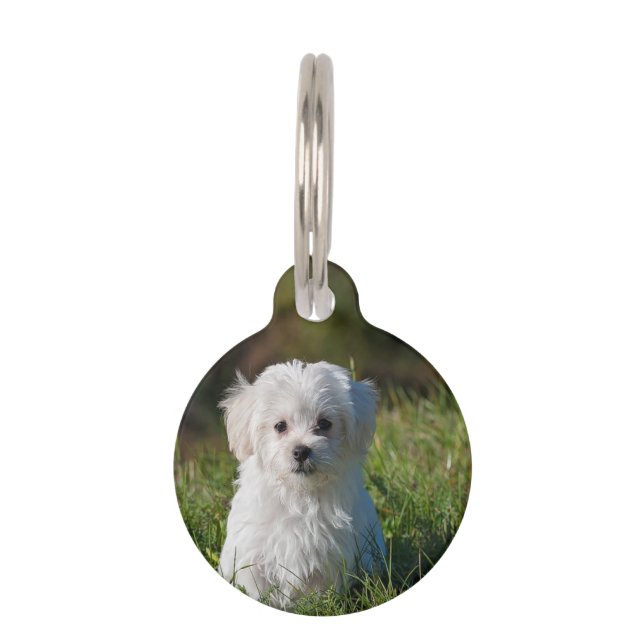 Placa Para Mascotas Cachorro blanco adorable (Anverso)