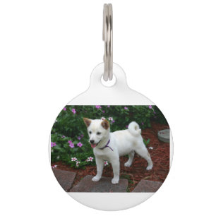 Placa Para Mascotas cachorro shiba-inu-crema