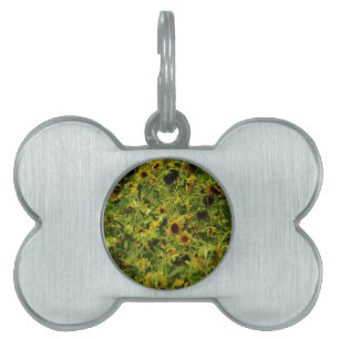 Placa Para Mascotas Campo de girasol
