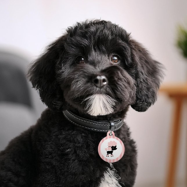 Placa Para Mascotas Canción franco-rosada y negra (Subido por el creador)