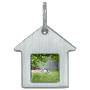Placa Para Mascotas Cara de miedo de Fox Terrier,