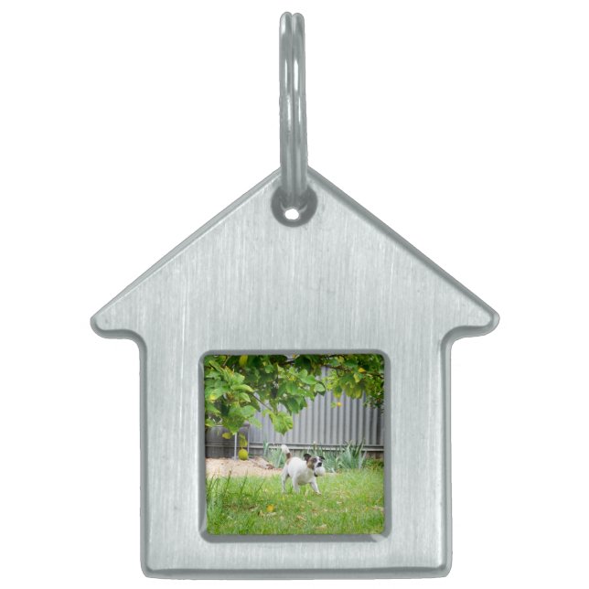 Placa Para Mascotas Cara de miedo de Fox Terrier, (Frente)