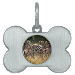 Placa Para Mascotas Cebras en movimiento: Un viaje de mil millas