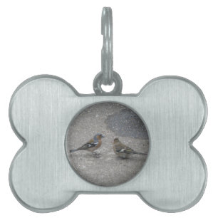 Placa Para Mascotas Chaffinch Feed Me Pet Tag