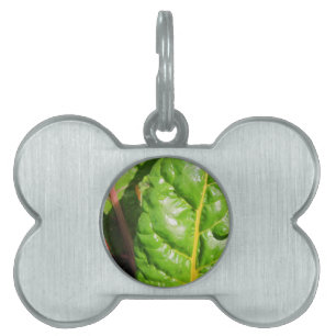 Placa Para Mascotas Chards suizos