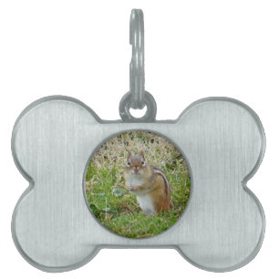 Placa Para Mascotas Chipmunk oriental