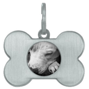 Placa Para Mascotas cicatriz de harry potter perro pit bull blanco