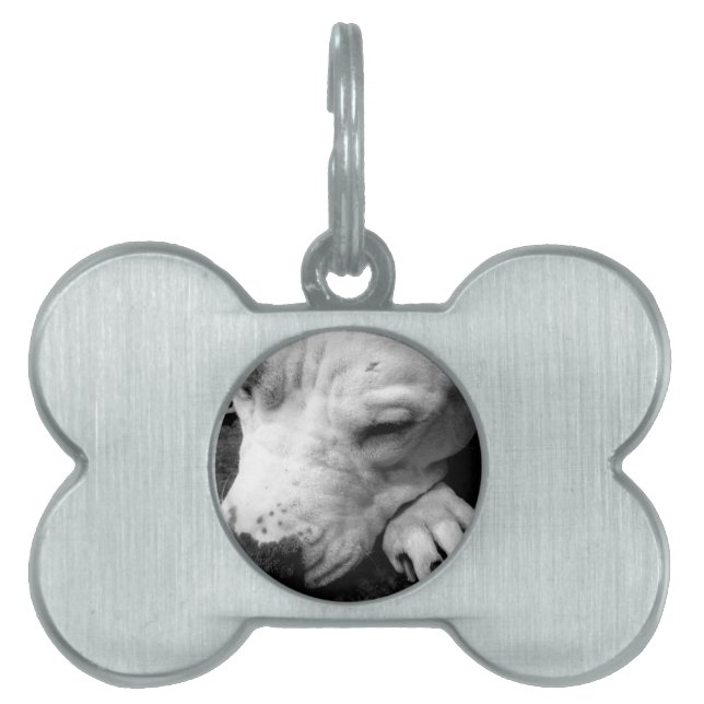 Placa Para Mascotas cicatriz de harry potter perro pit bull blanco (Frente)
