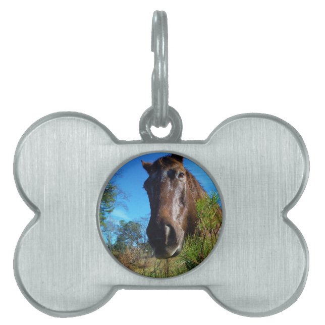 Placa Para Mascotas Cielo azul de caballo marrón y crema (Frente)