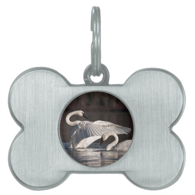 Placa Para Mascotas Cisnes amorosos (Frente)
