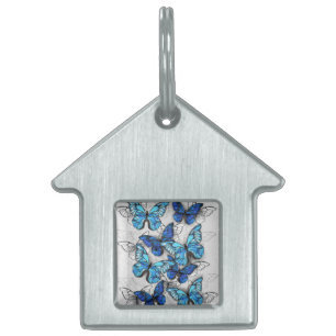 Placa Para Mascotas Composición de las mariposas blancas y azules
