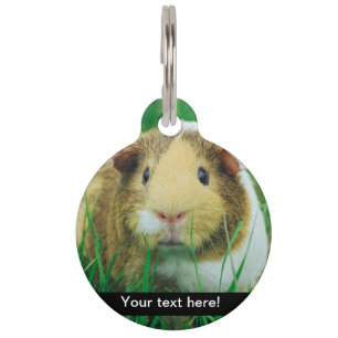 Placa Para Mascotas Conejillo de Indias