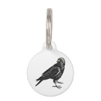 Crow americano