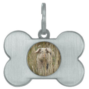 Placa Para Mascotas Cuidada Etiqueta De Mascota De Cerdo