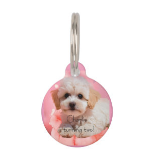 Placa Para Mascotas Cumpleaños Perro Vamos a la Fiesta